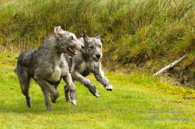 wolfhounds barbora
